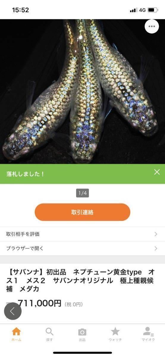 お買い得，得価 秀丸めだか ネプチューン黄金type サバンナ血統 極上種親 現物画像 有精卵5個＋&alpha; NPG9 検索用 ミッドナイトフリル(めだか)｜売買されたオークション情報、yahooの商品情報をアーカイブ公開 めだか