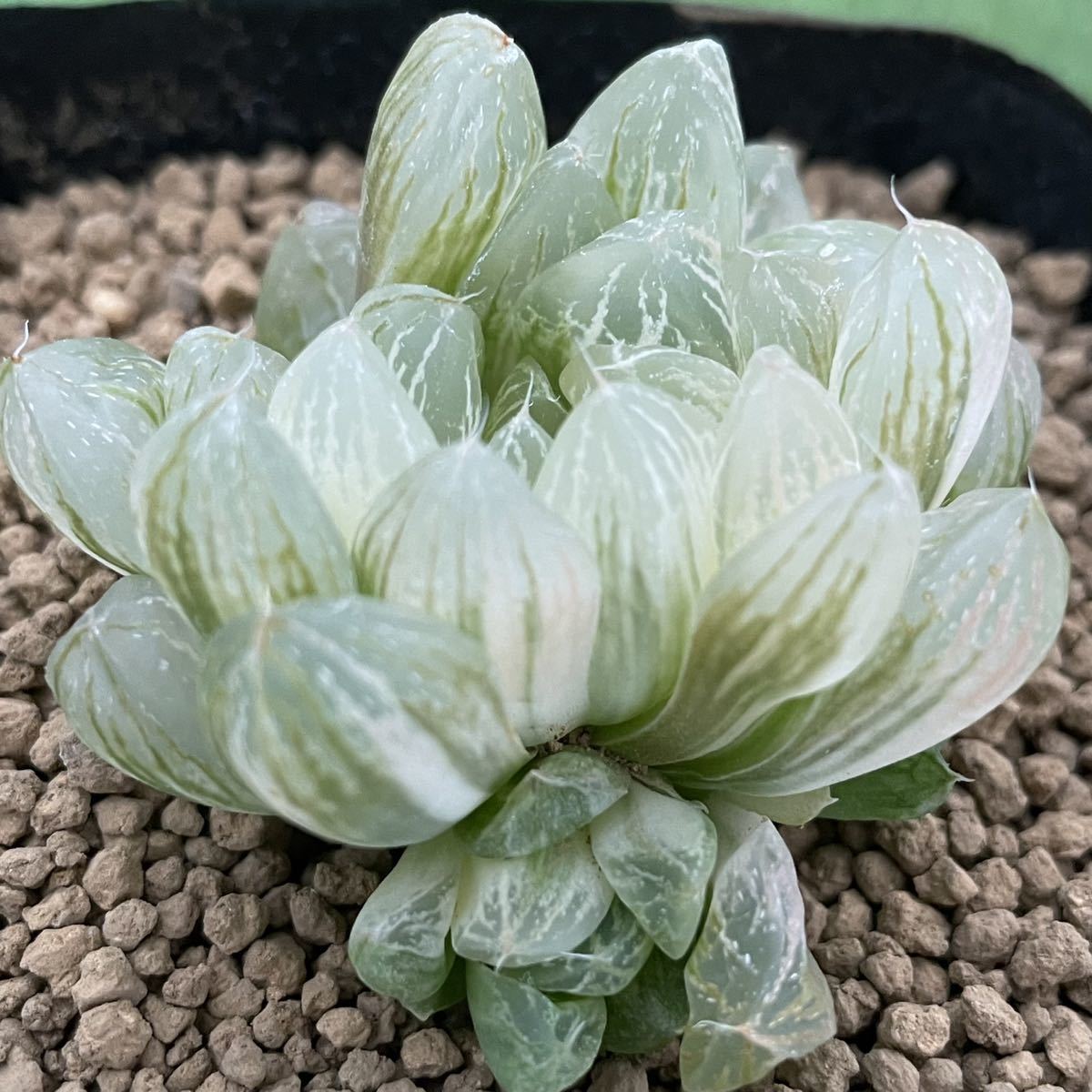 （≧∇≦）多肉植物 ハオルチア　オブツーサ錦　雪花