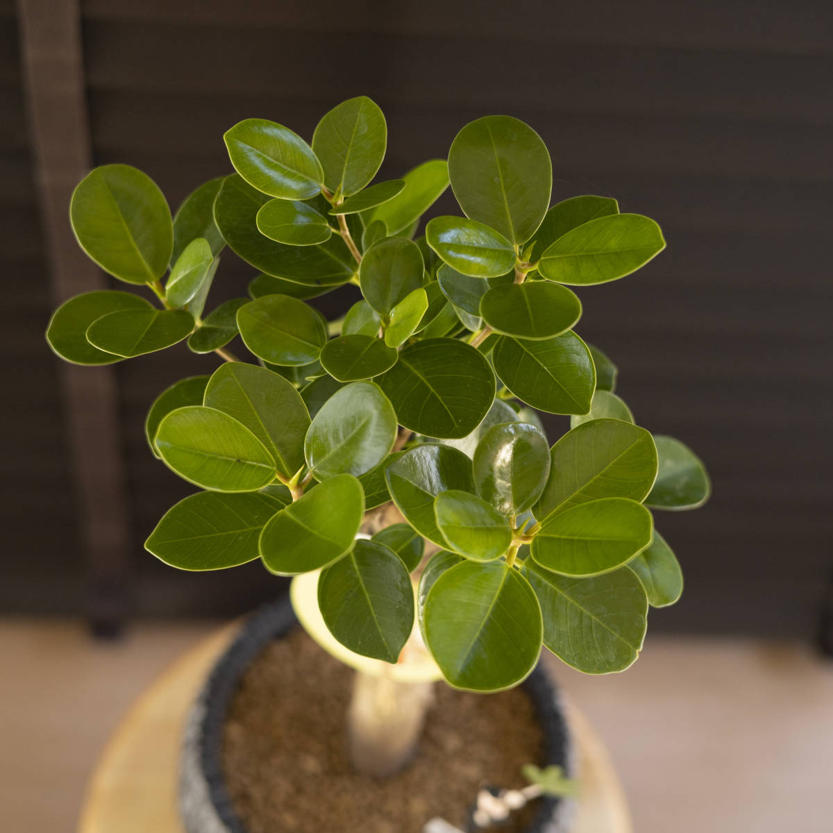 パンダガジュマル 7号 陶器鉢 観葉植物 ガジュマルの木 観葉植物