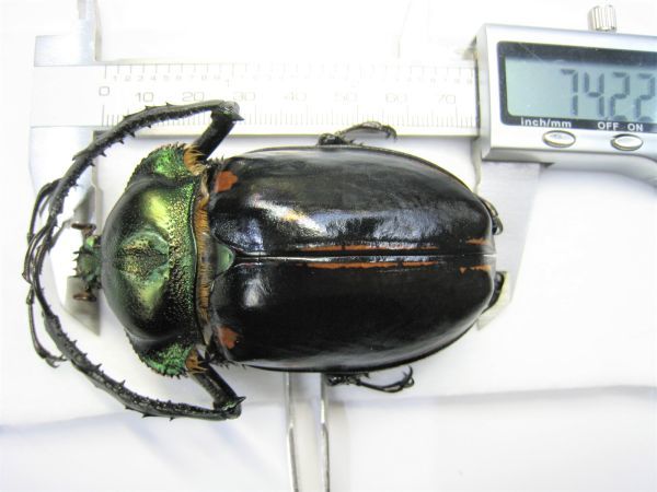 標本】特大・特異型 ヤンソニーテナガコガネ（ベトナム北部HaGiang