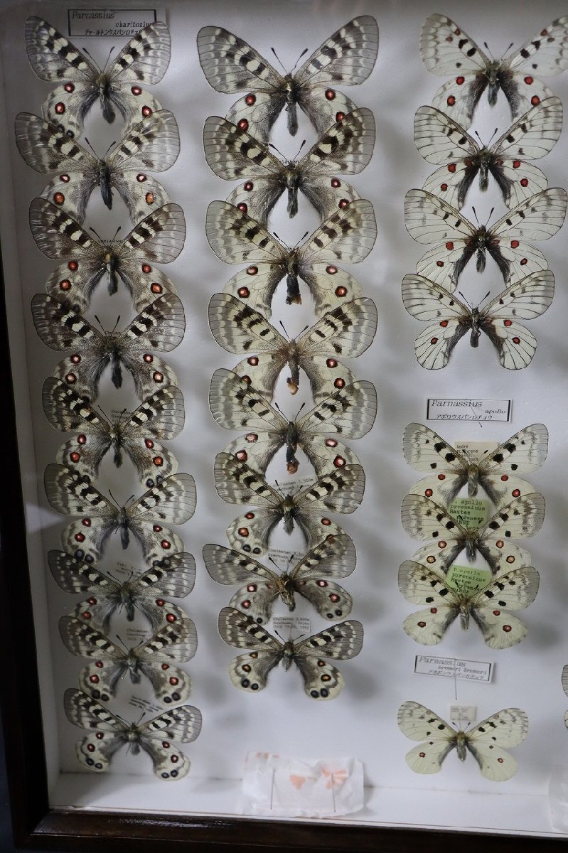 蝶標本 チャールトンウスバ ペア パルナシウス | Birdstar's Blog