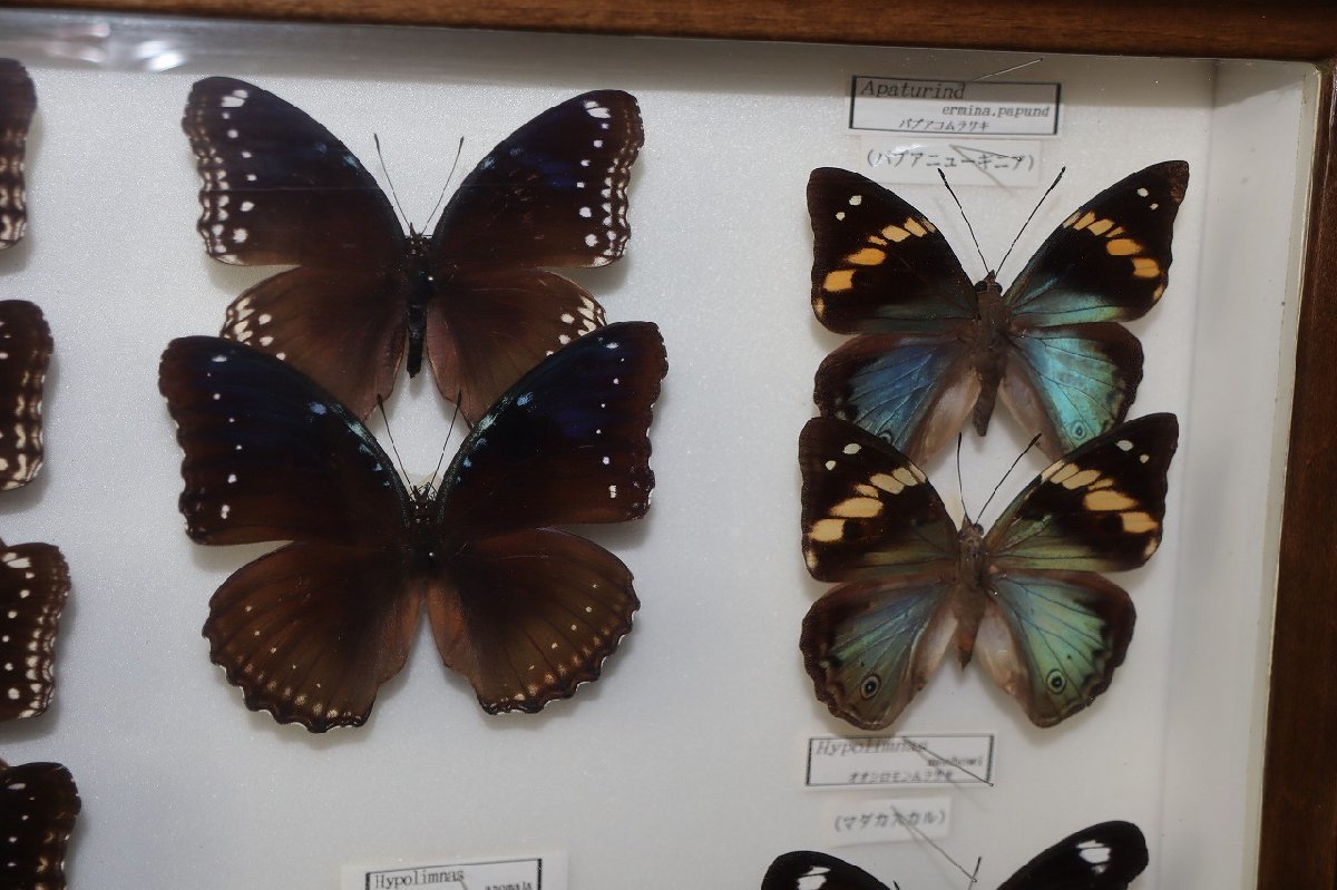 希少蝶標本採取等現状品のみケースサイズ約40x30x6cm なまなましい 