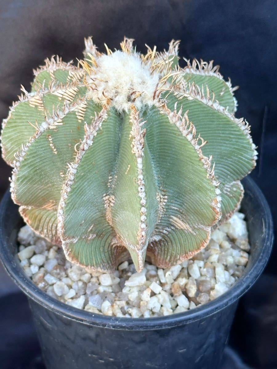 ☆ヒントニー錦☆多肉 サボテン 花籠 【公式通販】