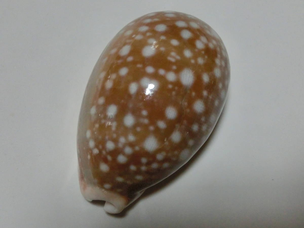 【本物保証】 超極美 ホシキヌタ 大量スポット 63.5ｍｍ ＧＥＭ データ付き(その他)｜売買されたオークション情報、yahooの商品情報をアーカイブ公開 - オークファン その他