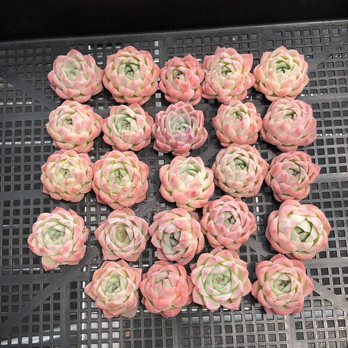 多肉植物24個 0822-D084 アローンスター エケベリア カット苗 