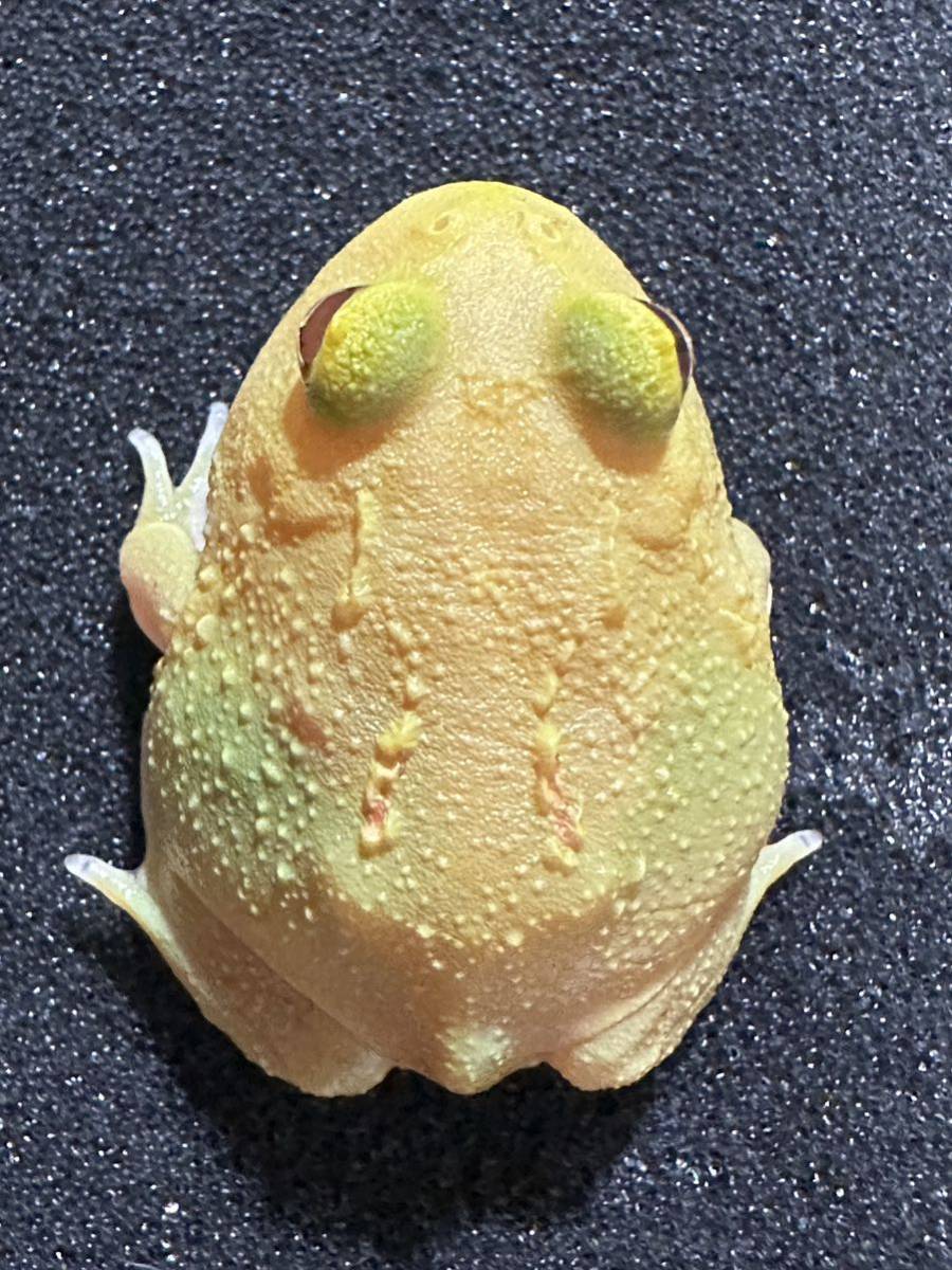 【Bears Frog】クランウェルツノガエル レモン パターンレス アルビノ ①