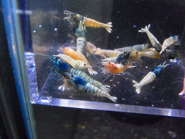 AQUA CROSS　レッドダイヤ×FBターコイズ　F2　20匹セット　金土日発送限定１円スタート