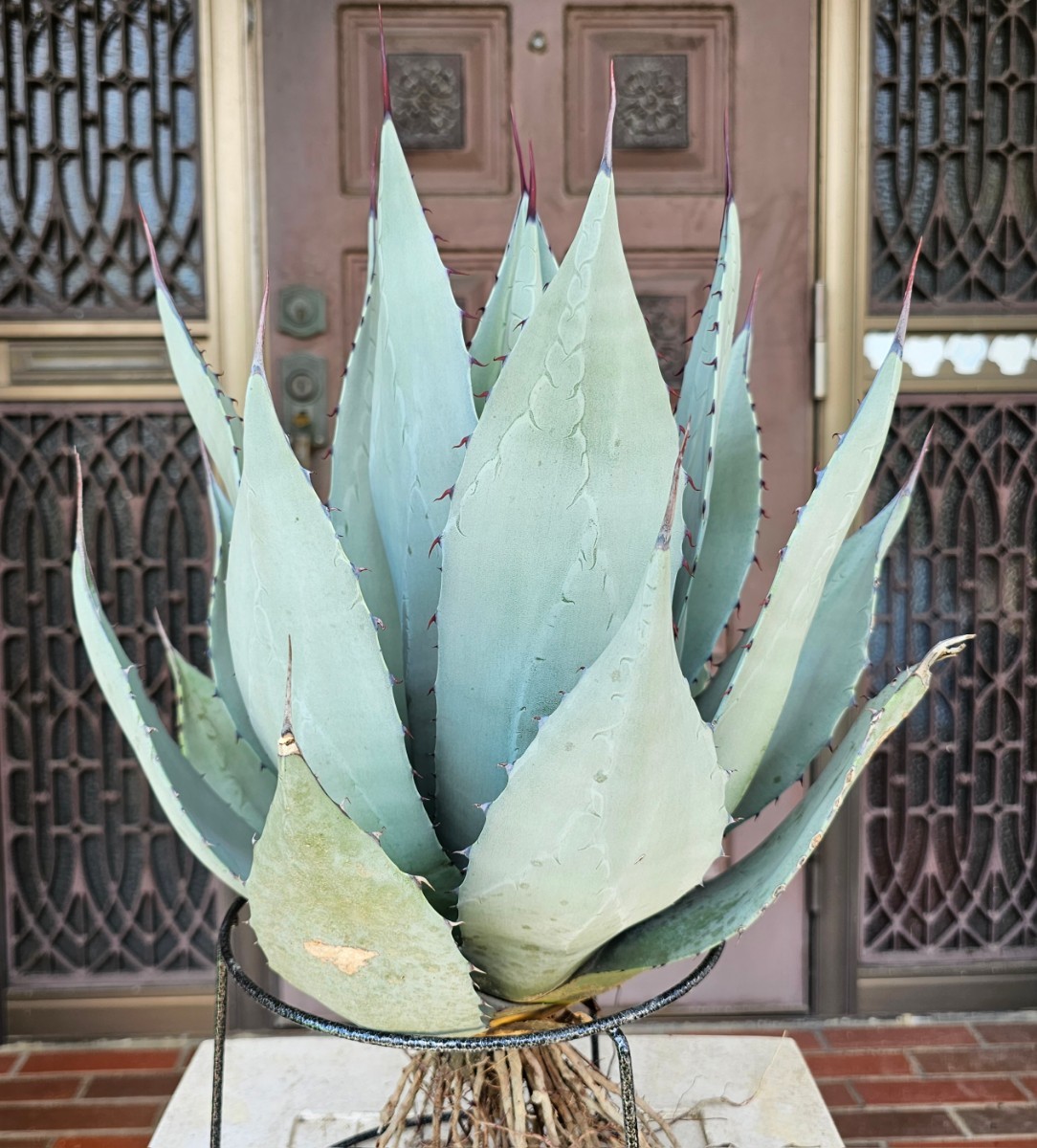 パリーハイブリッド38㎝ 検（agave チタノタ チタノータ アガベ
