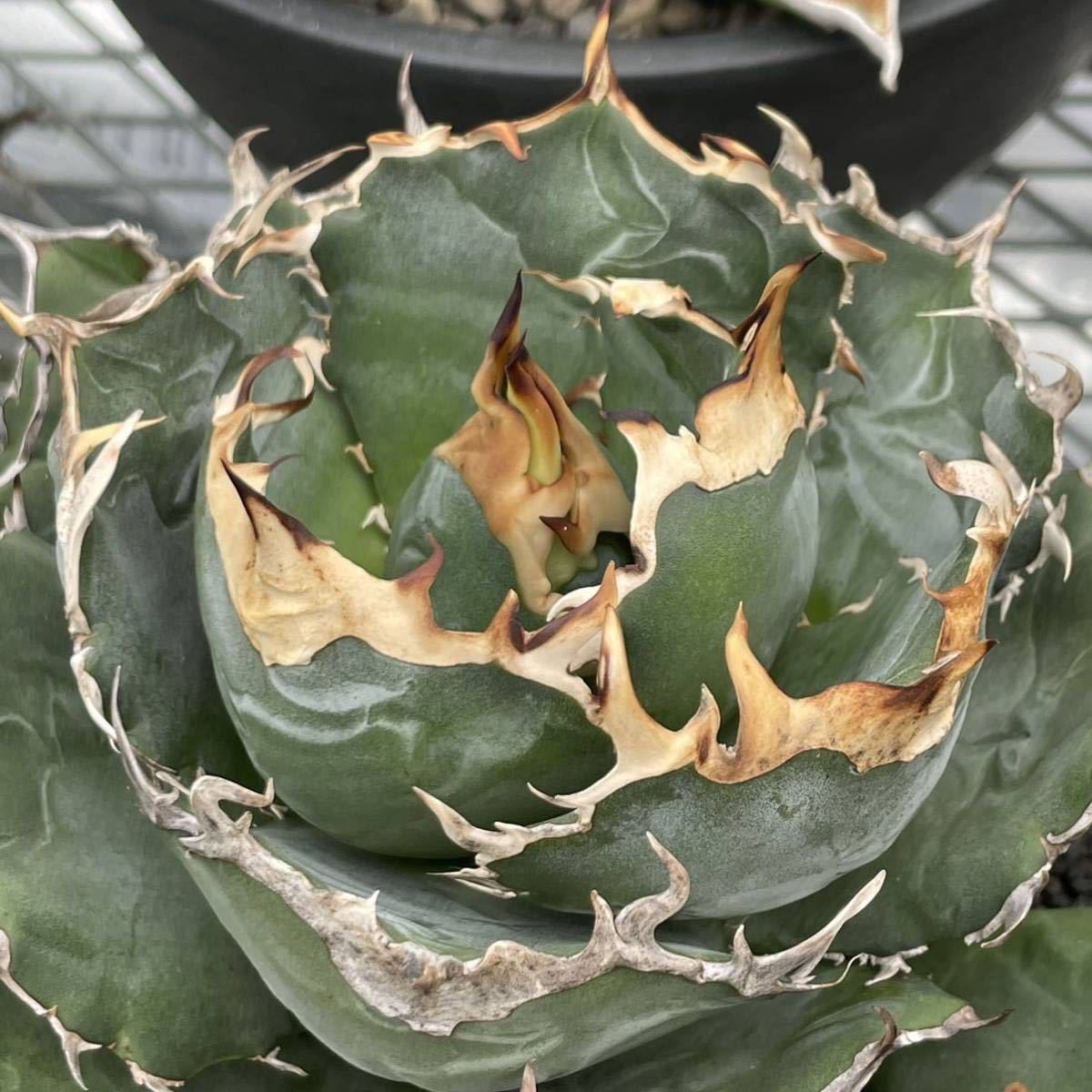 アガベ チタノタ ' 白鯨 ' agave titanota ' Hakugei ' 17