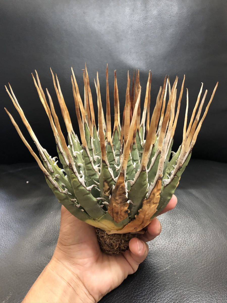 ロングスパインアガベ ユタエンシス エボリスピナ 現地株 ロング