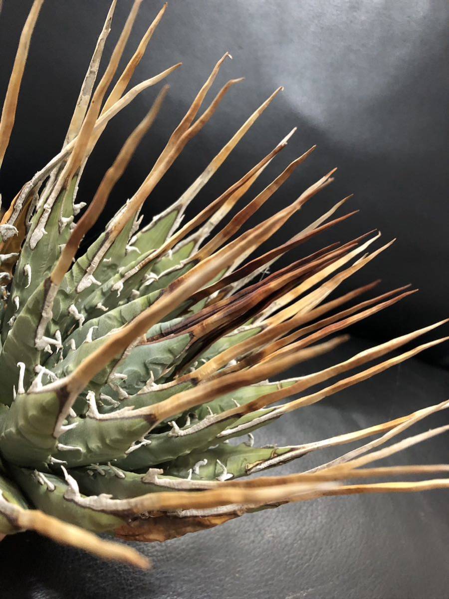 ロングスパインアガベ ユタエンシス エボリスピナ 現地株 ロング