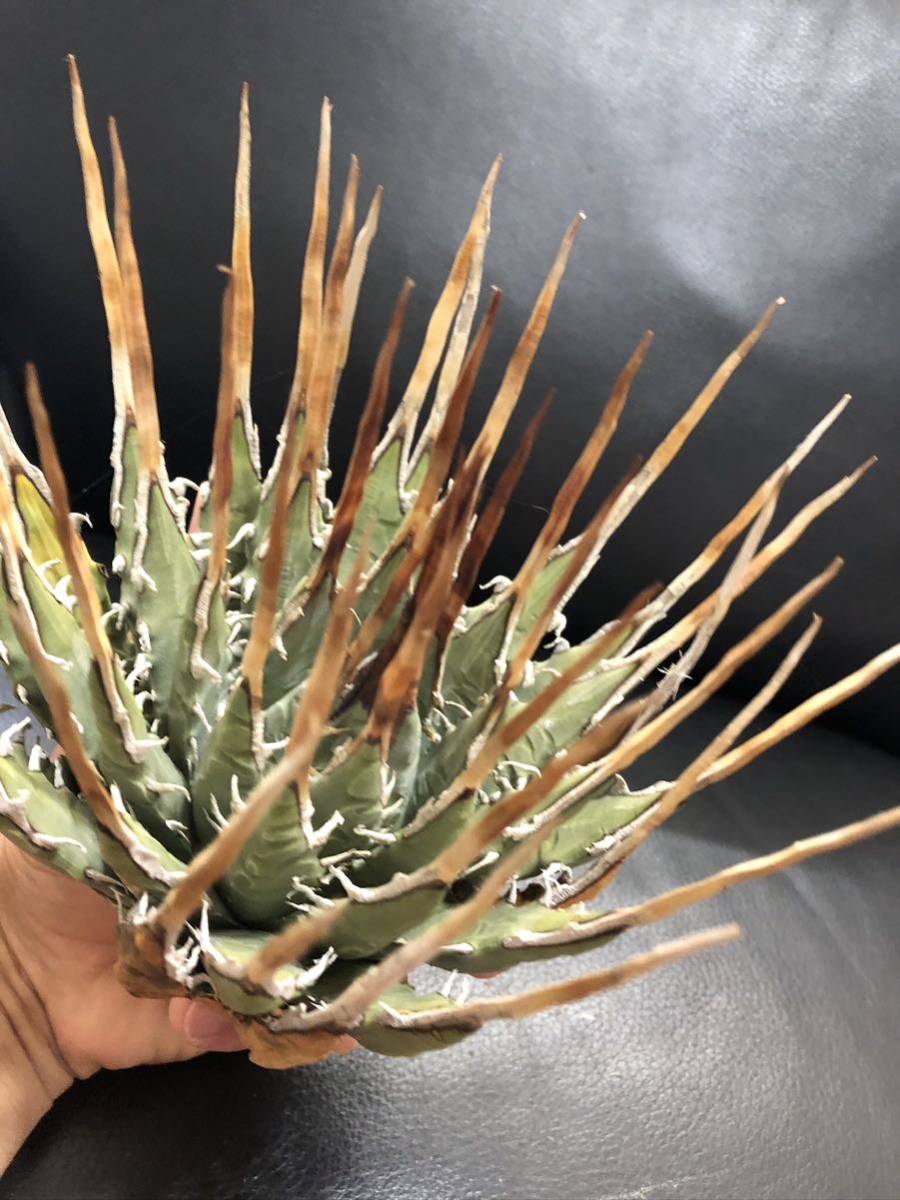 ロングスパインアガベ ユタエンシス エボリスピナ 現地株 ロング