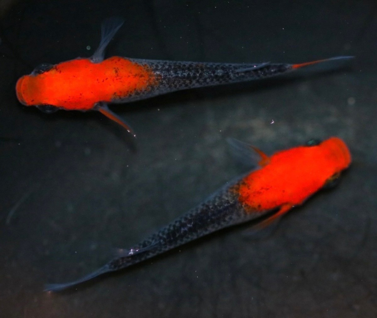 華薊赤黒錦☆赤黒クリアタイプ☆選漏 ☆5匹 ☆めだか　☆_2