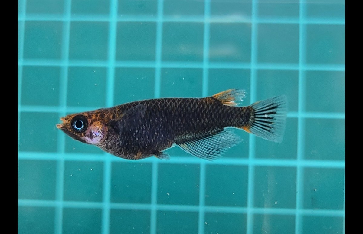 めだか 五式typeRGODの稚魚～幼魚(無選別) 25匹+α5匹(死着保障分)チャチャ様純血統_1