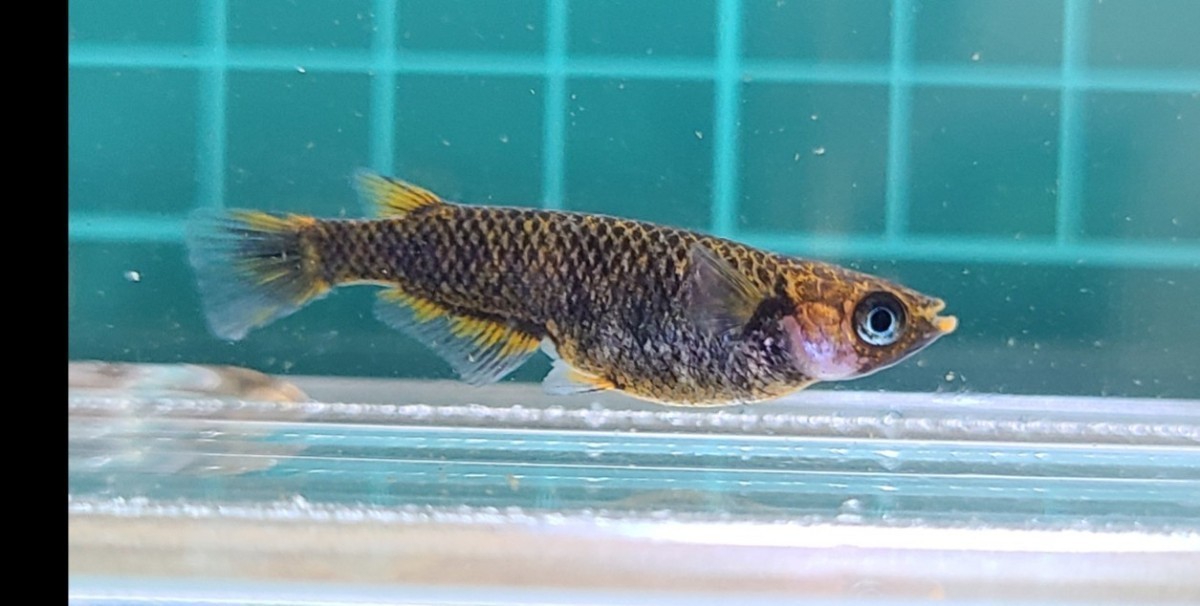 めだか 五式typeRGODの稚魚～幼魚(無選別) 25匹+α5匹(死着保障分)チャチャ様純血統_2