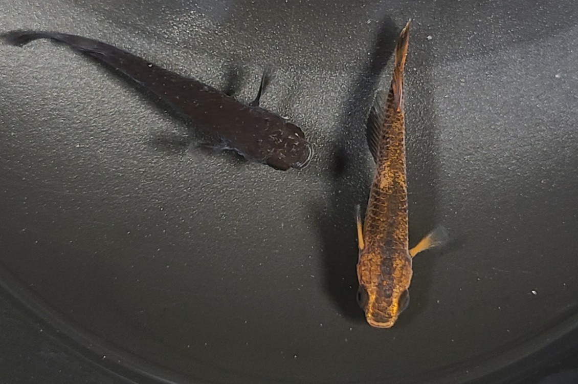 めだか 五式typeRGODの稚魚～幼魚(無選別) 25匹+α5匹(死着保障分)チャチャ様純血統_3