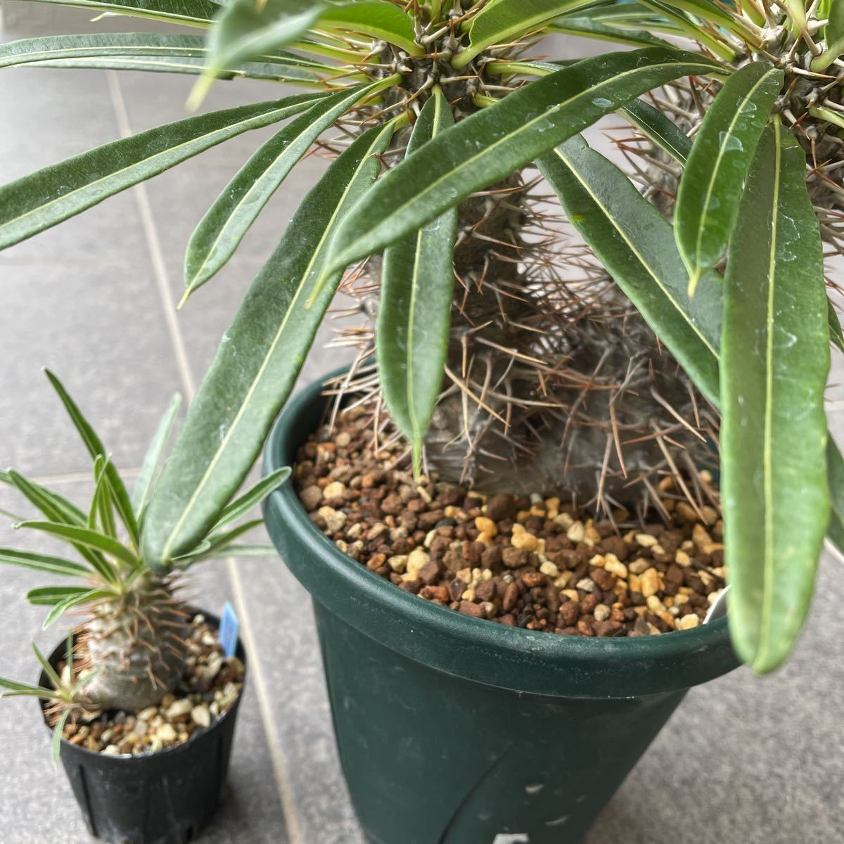 パキポディウム グラキリス 2頭 ラメリー キズ凹みあり2株 Pachypodium