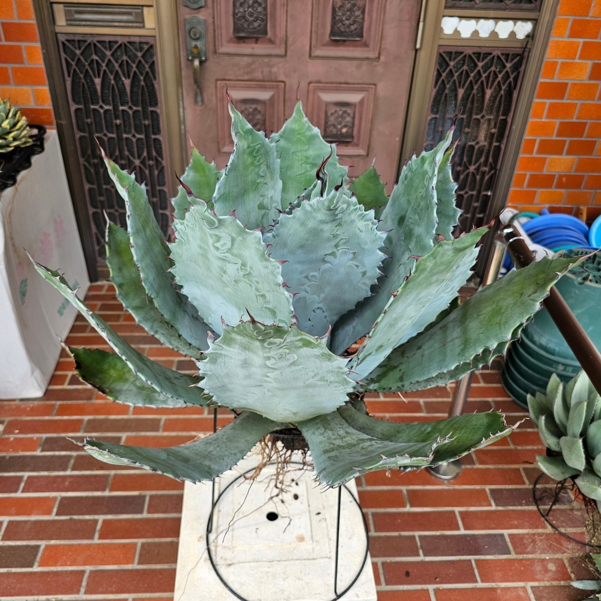 Agave チタノタ 検（agave チタノータ アガベ 希少ハイブリッド 60cm 