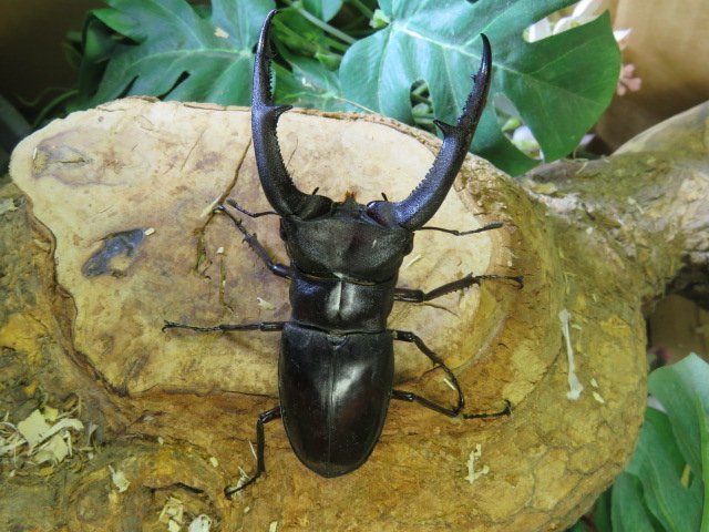 マンディブラリスフタマタクワガタ　♂91ミリ♀42ミリ・(Sumatera)・WD・成虫・クワガタ販売店アリスト