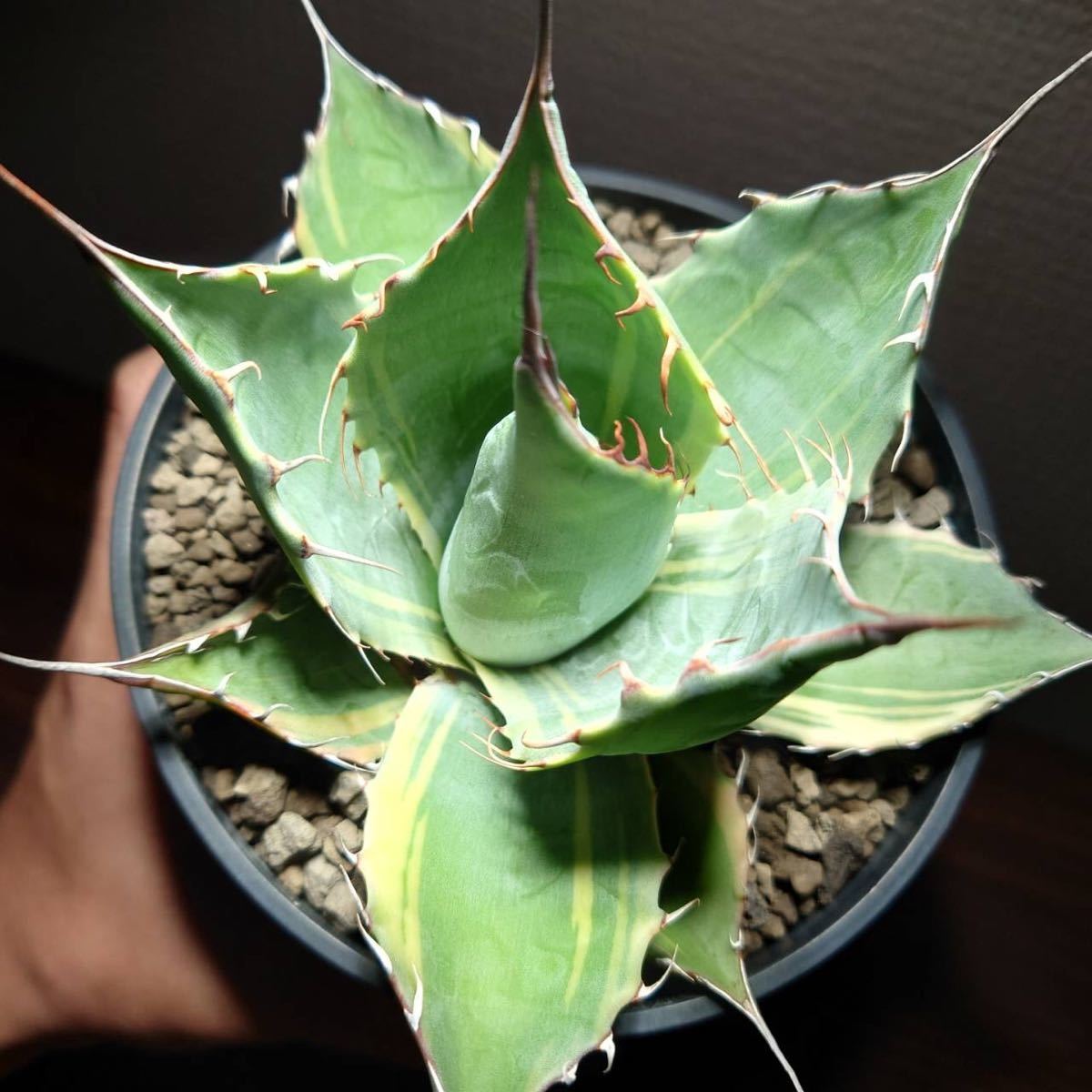 CRplants】アガベ パラサナ ファイヤーボール Agave parrasana 'Fire