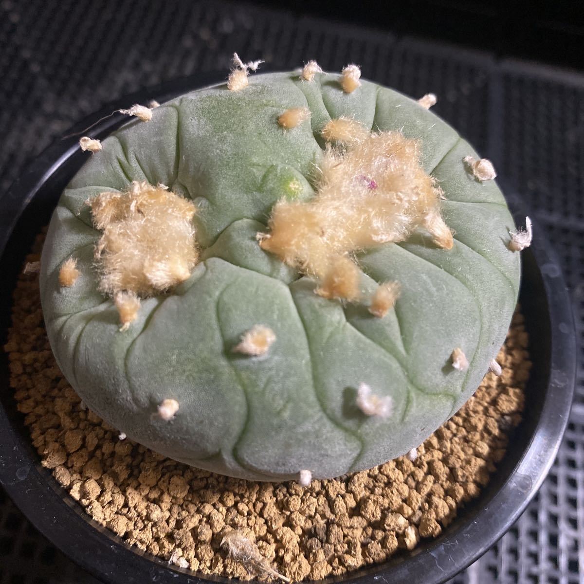 ご確認　多肉 224】珍奇植物 多肉植物Tylecodon opelii 大株 1株 | RAGNA.BY