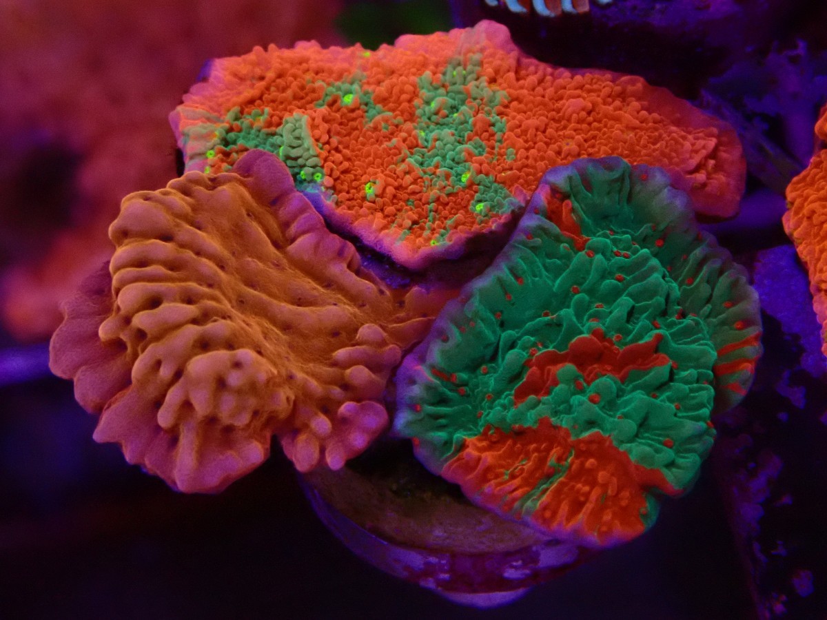 CKブリード】Grafted Montipora グラフテッドモンティポラ2種 Slow 