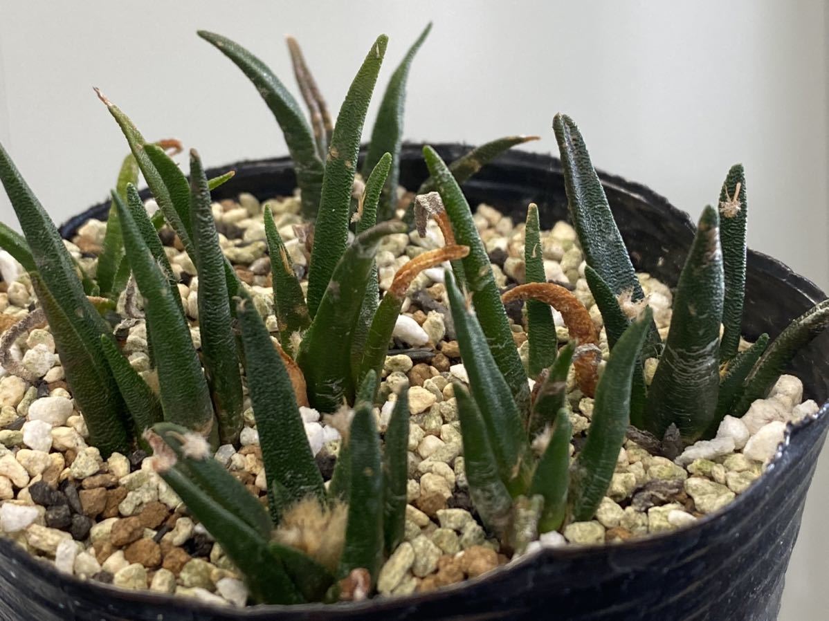 Ariocarpus サボテン：アリオカルプス 実生*幅4.5cm | Yahoo
