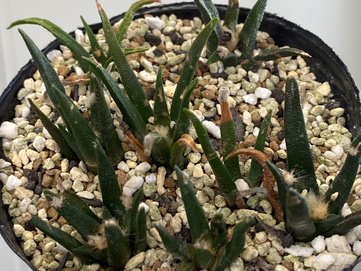 Ariocarpus サボテン：アリオカルプス 実生*幅4.5cm | Yahoo