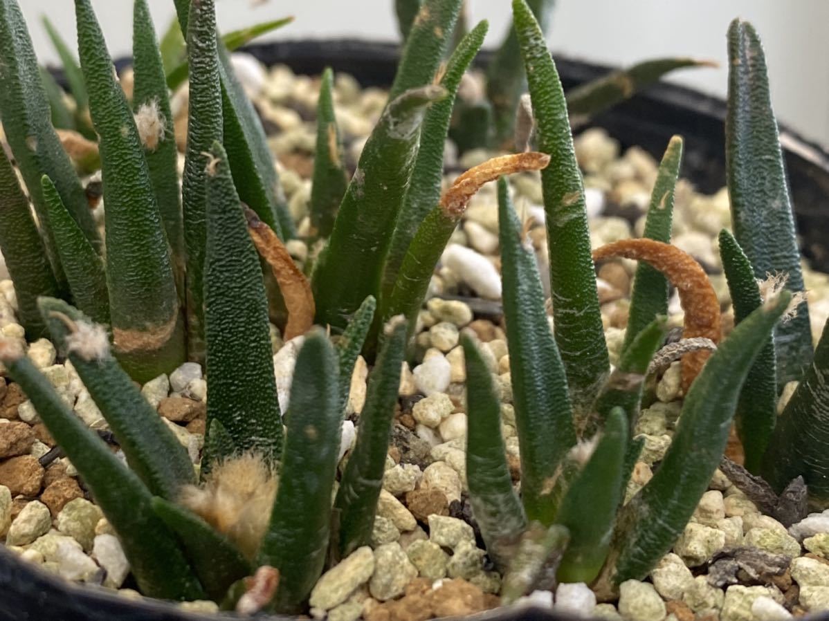Ariocarpus サボテン：アリオカルプス 実生*幅4.5cm | Yahoo
