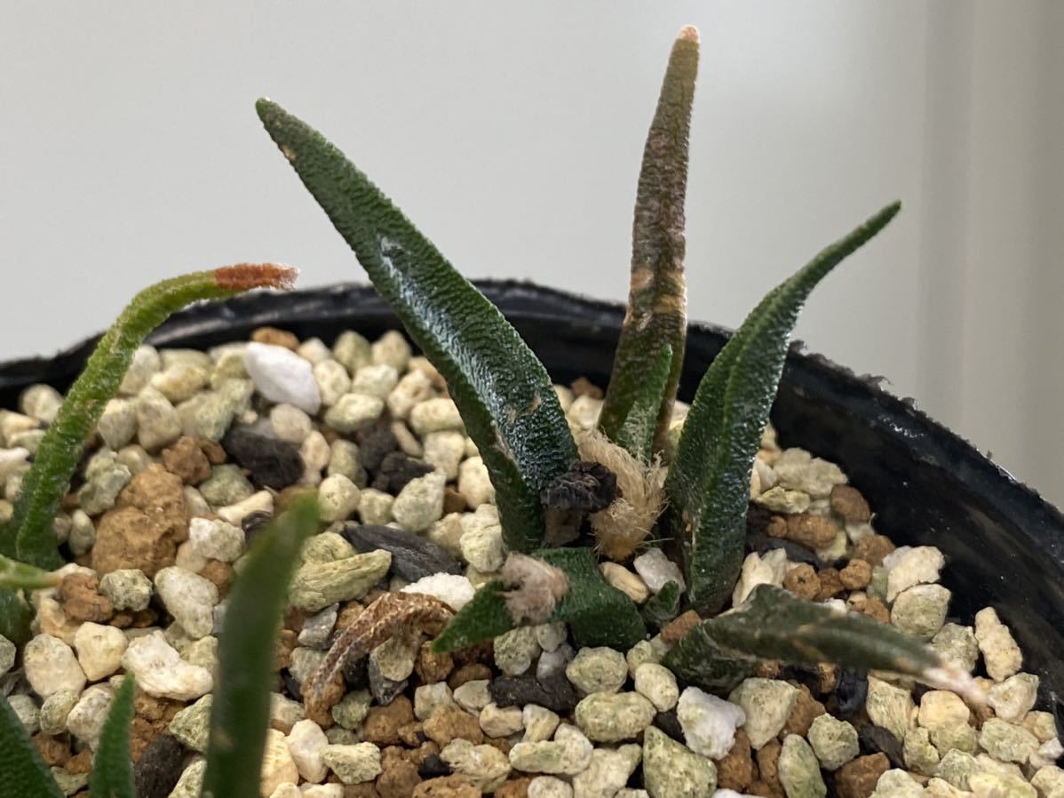 Ariocarpus サボテン：アリオカルプス 実生*幅4.5cm | Yahoo