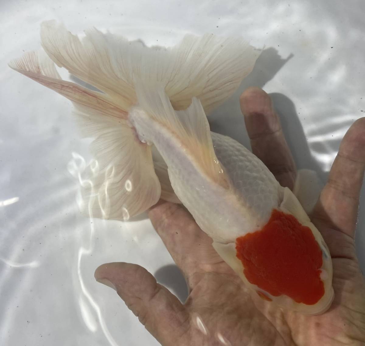 4(特大 弥富産3歳丹頂) (22cm雌)2以上落札送料無料(地域限定説明文参照）＆餌付き(北海道九州青森県秋田県沖縄県，離れ島お断り)