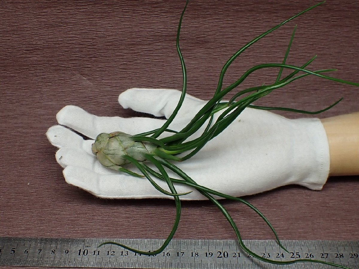 Tillandsia bulbosa Giant form チランジア・ブルボーサ ジャイアント