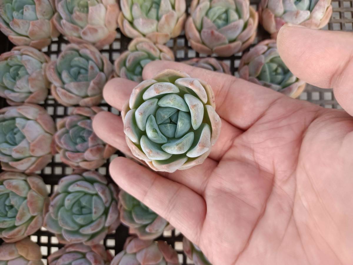 0905-fw117 グリーンライスボウル25個 多肉植物 韓国 エケベリア　（9/11発送）