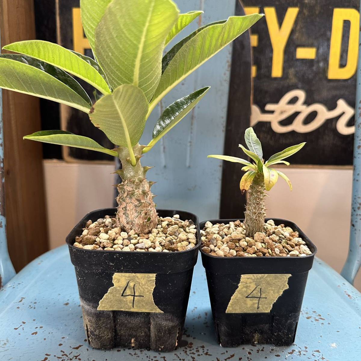 1-4 Pachypodium baronii var. windsorii 2株セット パキポディウム