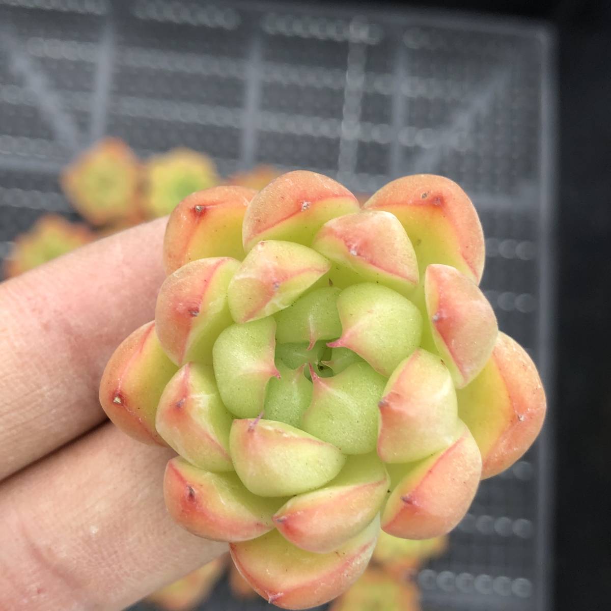 多肉植物24個 0912-D285 マルガン エケベリア カット苗 【公式通販】
