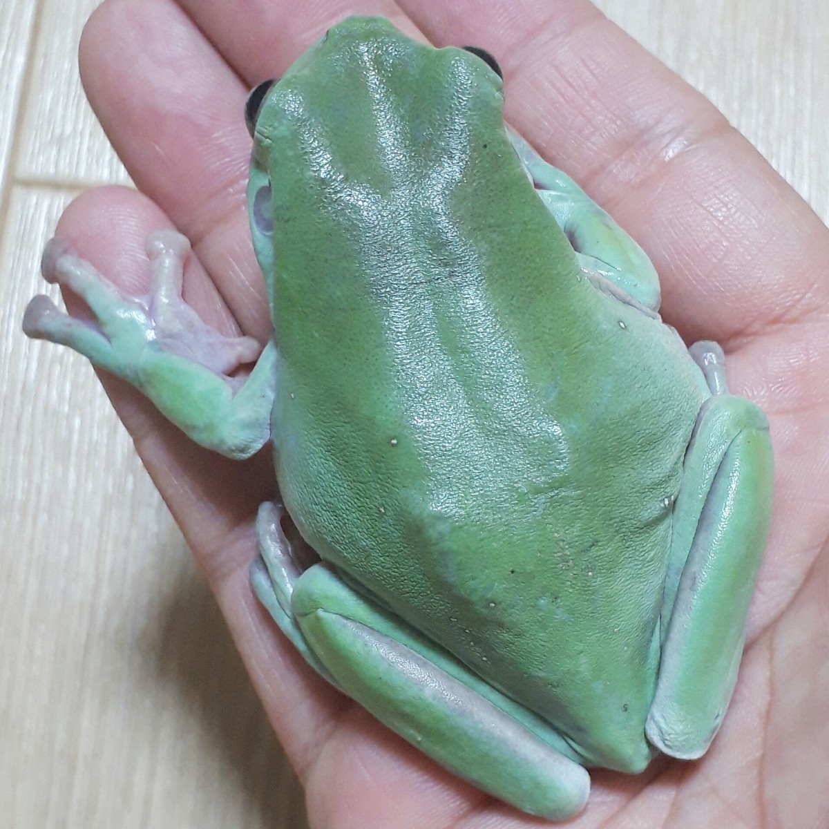 激レア極美!!WDイエアメガエル☆シッカリと1年半程飼い込んだボディの所々に青みがかった部分がある今や入手困難なワイルドの大型個体±8cm