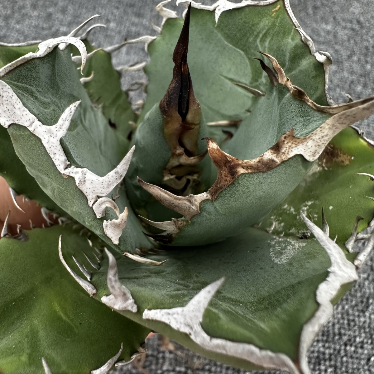 Q4パンダ園芸アガベagave チタノタ 白豪棘 特選 優良血統 TC株