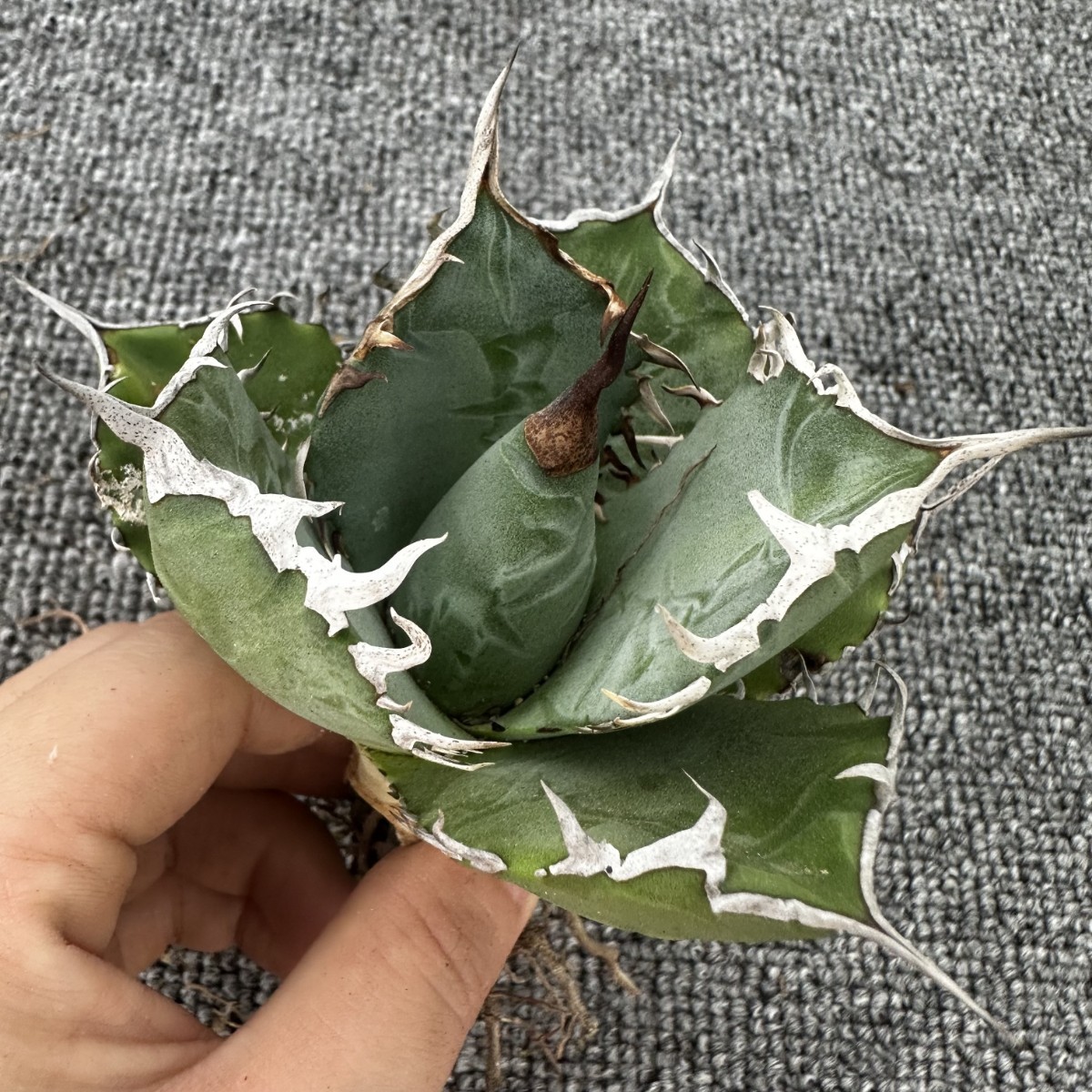 Q4パンダ園芸アガベagave チタノタ 白豪棘 特選 優良血統 TC株