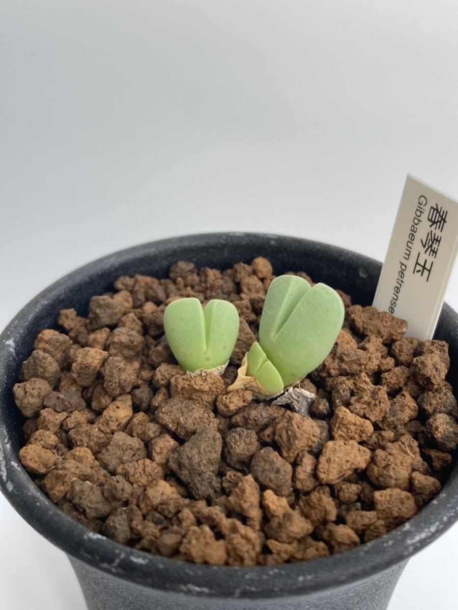 konect Type02 desert 【公式通販】