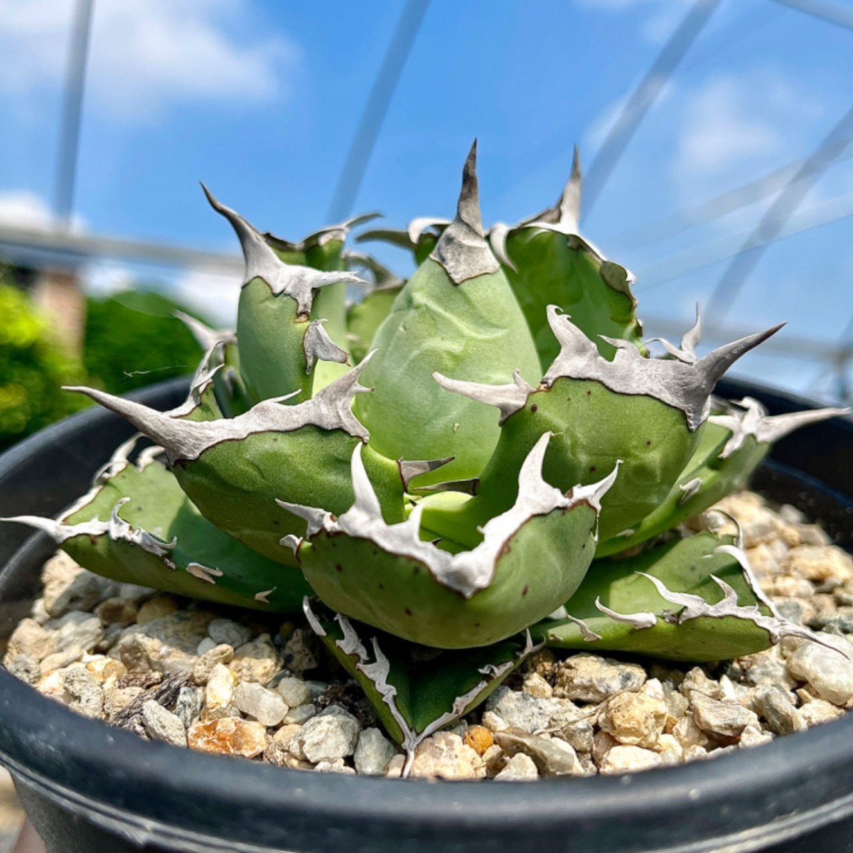 親株出品 陽炎オアハカ現地株 oaxaca 特選 アガベ チタノタ FO-076