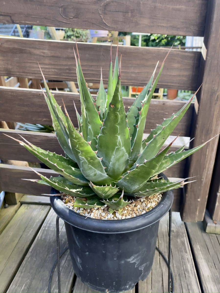 アガベ　モンタナ　大株 アガベ モンタナ 大株 公式通販