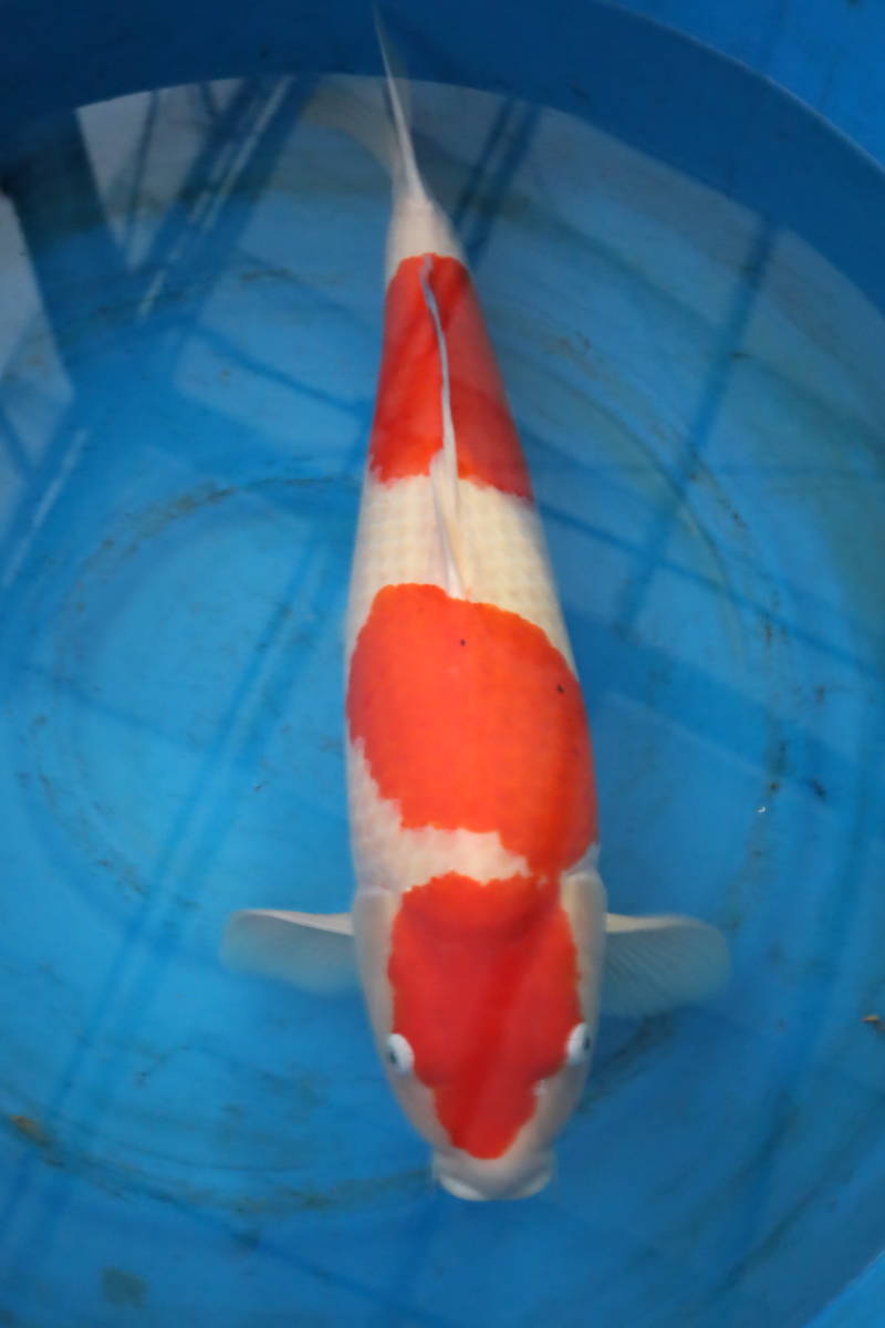 限定SALE，お得 錦鯉 紅白 メス 約７２ｃｍ(錦鯉)｜売買されたオークション情報、yahooの商品情報をアーカイブ公開 - オークファン 錦鯉
