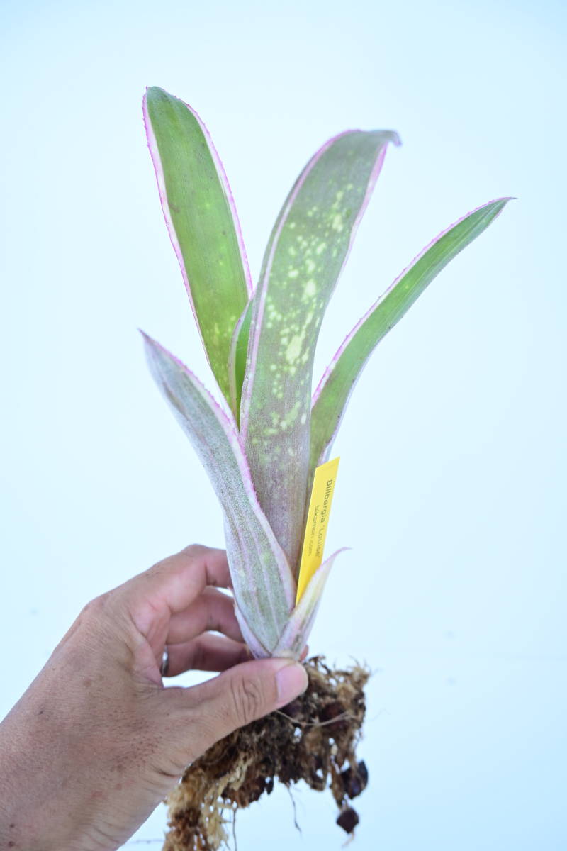 Billbergia 'Louise'①　 @bikamori.com ビルベルギア ルイーズ