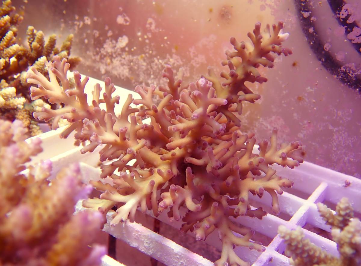 The First Marines　1円スタート　ミドリイシ　７　H下棚上　八重山ミドリイシ_1