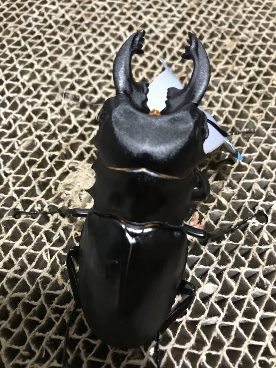 タランドゥスオオツヤクワガタ ♂83mm ♀52mm ペア【Garage疾風