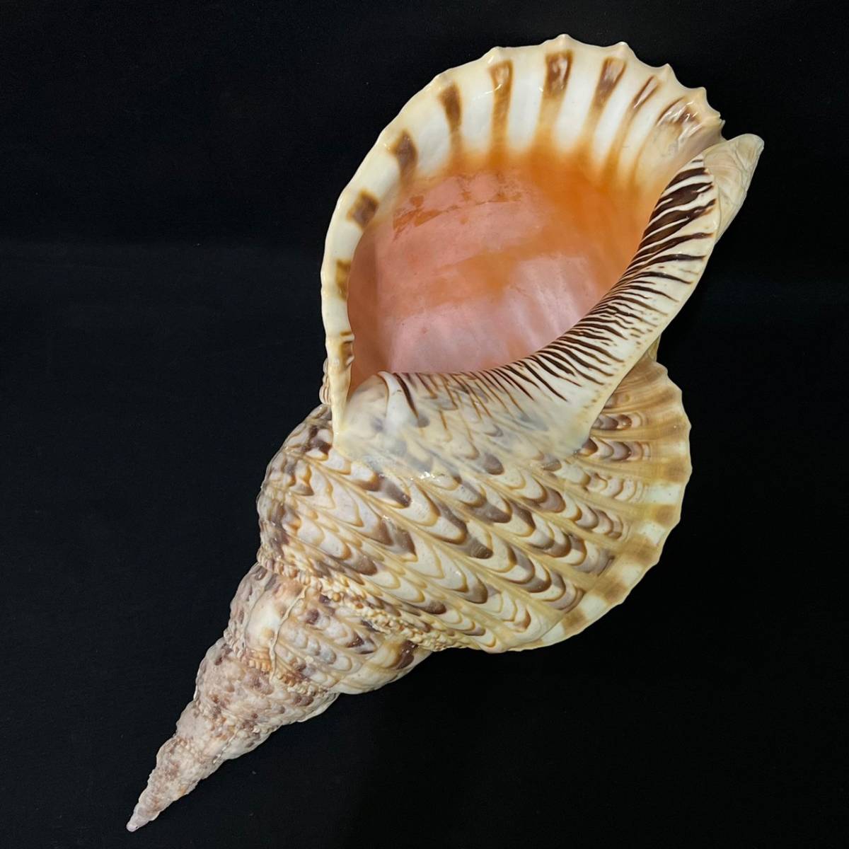 トウカムリガイ ほら貝 貝 インテリア 【公式通販】