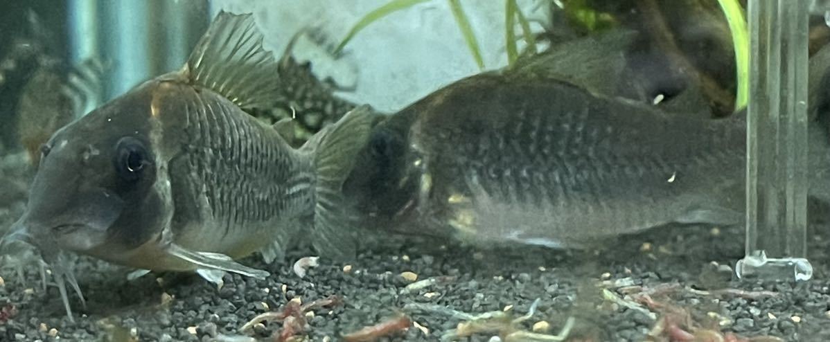 SLN ルイーザ 2匹 【ワイルド/大きめ7cm 】