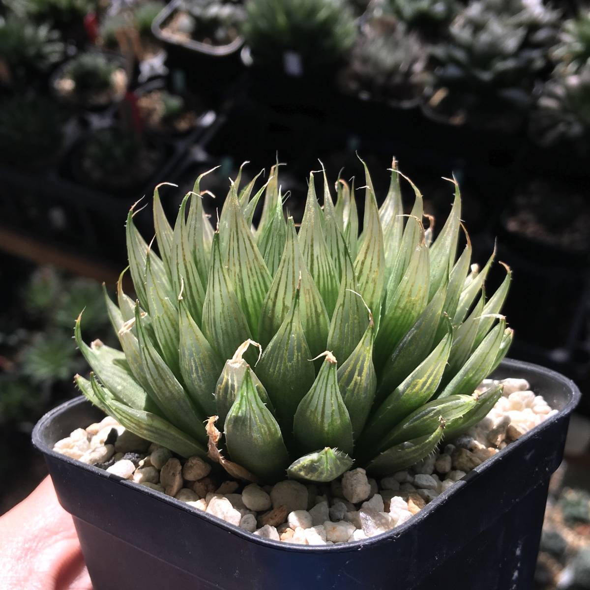 【原種】 ハオルチア ピクツラータ　H. picturata， MBB6799， NW of Patensie　多肉植物