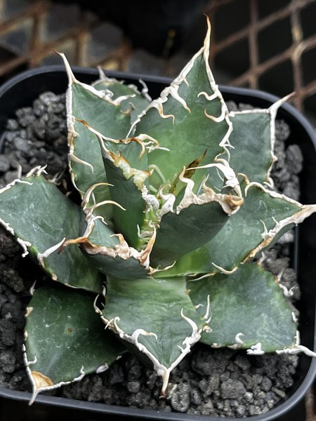 Agave titanota Oaxaca アガベ チタノタ オアハカ メリクロン ⑥