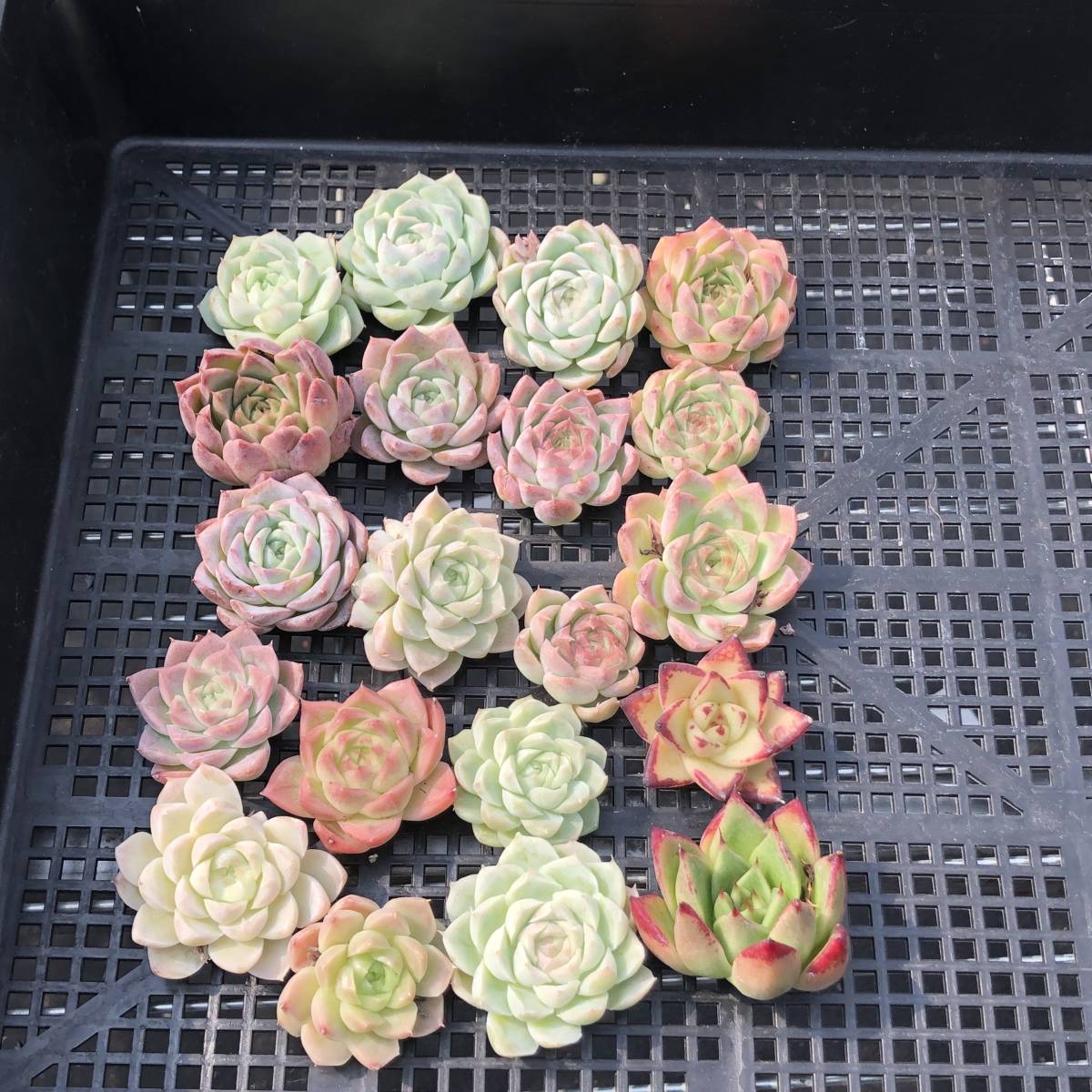 * Top エケベリア20個 0920-OX-23 多肉植物 カット